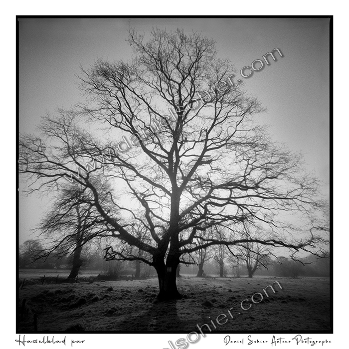 Création photographique noir et blanc argentique