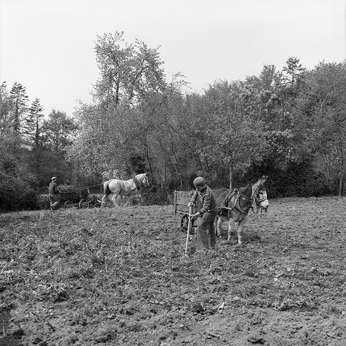 Le champ derrière la ferme