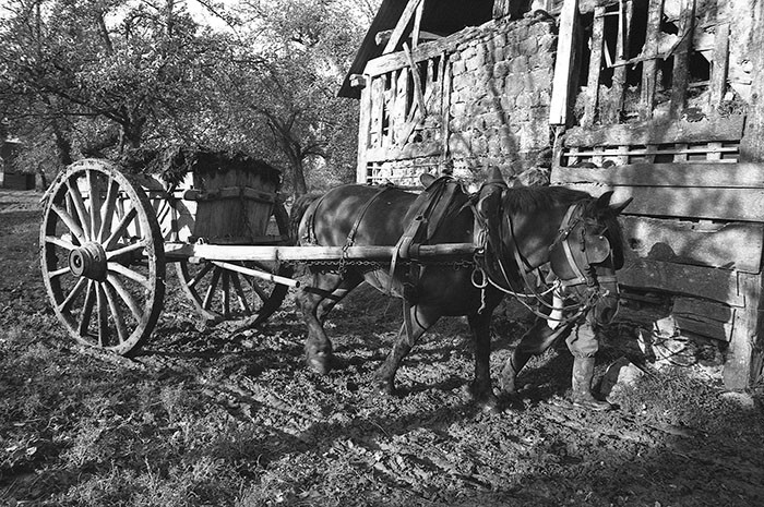 Le fumier dans l'Baniau