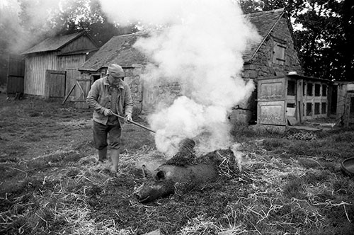 La journée du Cochon