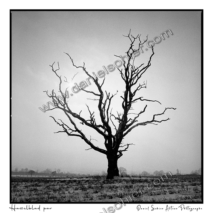 Création photographique noir et blanc argentique