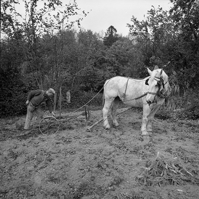 Le champ derrière la ferme